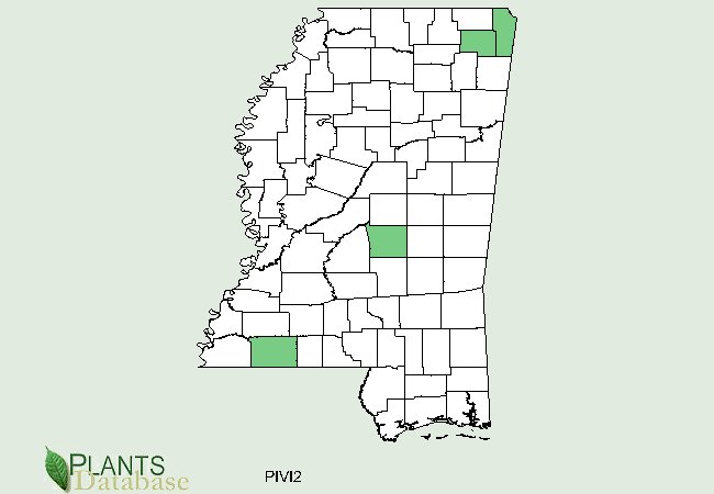 Pinus virginiana is native to a few scattered counties running diagonally northeast to southwest across central Mississippi