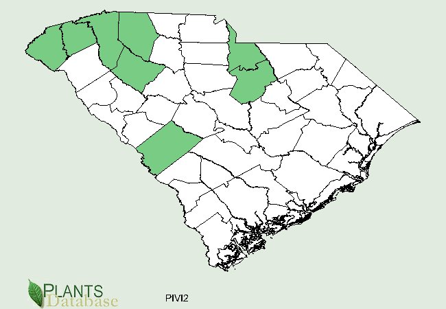 Pinus virginiana is native to a few scattered western counties with a few isolated populations in north and south central South Carolina