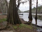 Bald cypress growing near water