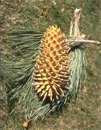 Upright Coulter Pine cone