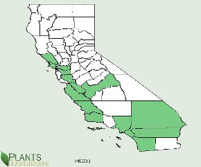 Pinus coulteri is found mostly in the southern 2/3rds of California