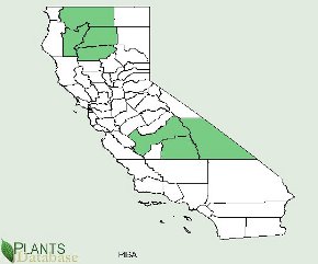 Pinus balfouriana is found in 2 distinct populations on either side of the Klamath Mountains in California