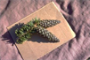 Foxtail pine cones are long and slender