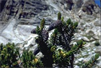 Foxtail Pine, Pinus balfouriana cones and foliage