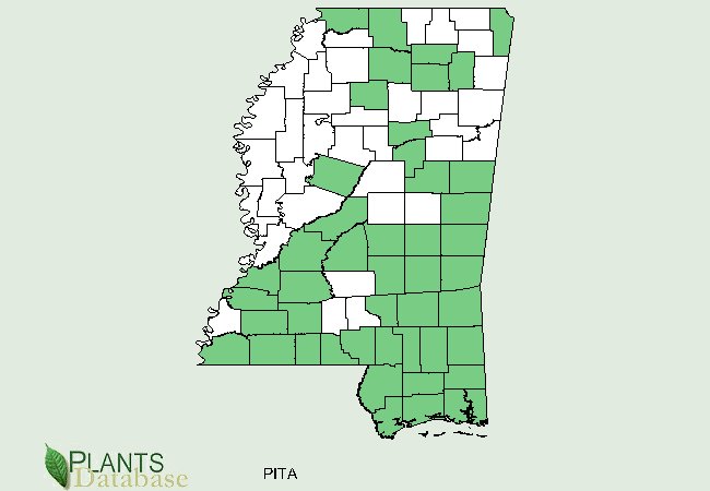 Pinus taeda is native to the southern half of Mississippi and a few scattered counties in the north