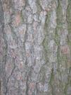Pinus taeda has grayish brown bark