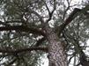 Loblolly Pine Pinus taeda canopy