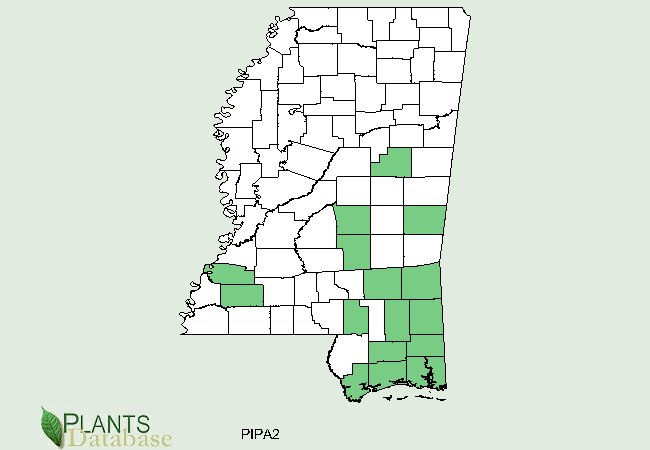 Pinus palustris is native to scattered counties in the southern gulf area in Mississippi