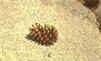 Warm brown in color, Pinus ponderosa cones average 6 inches in length