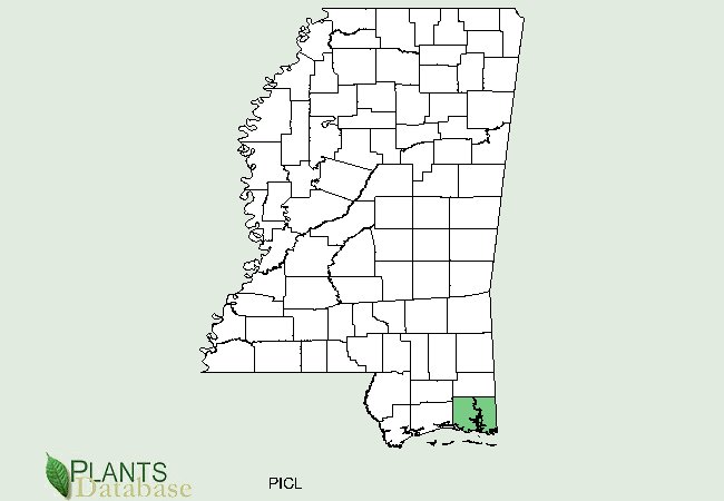Pinus clausa is native to a small southeastern area along the Mississippi Florida border