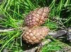 Yellowish brown Pinus clausa cones nestled in vivid green needles
