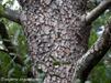 Mature bark of Pinus clausa