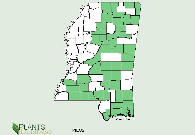 Pinus echinata is native to scatter counties throughout central and east Mississippi