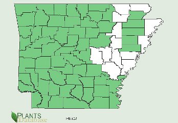 Pinus echinata is native to most of Arkansas with the exception of thte northeast region