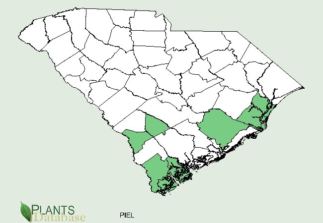 Pinus elliottii var. elliottii is native to coastal counties of South Carolina