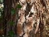 The rough scaly bark of Pinus elliottii var. densa