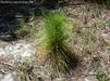 Pinus elliottii var. densa has a 2 to 6 year grass stage 