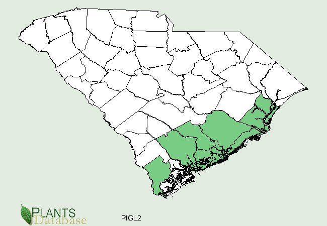 Pinus glabra is native to southern coastal counties in South Carolina