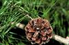 Pinus glabra cones are close to the branches and nestled within dark green needles