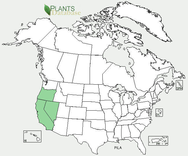 Pinus washoensis is native to California, Nevada and Oregon