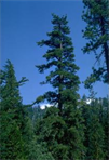 Pinus lambertiana mature 