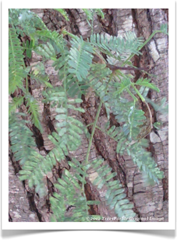 Acacia farnesiana, Sweet Acacia, foliage