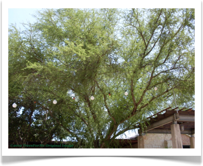 Acacia farnesiana, Sweet Acacia, canopy