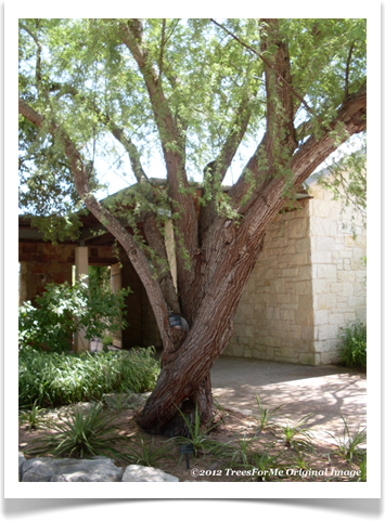 Acacia farnesiana, Sweet Acacia, mature tree