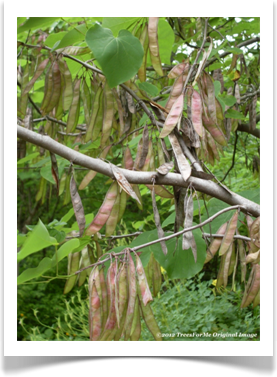 cercis_canadensis_eastern_redbud_seed_pods600x800