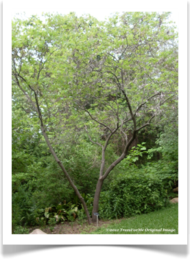 cercis_canadensis_eastern_redbud_young_tree600x800