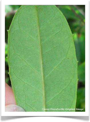 Dahoon holly, Ilex cassine, leaf close up
