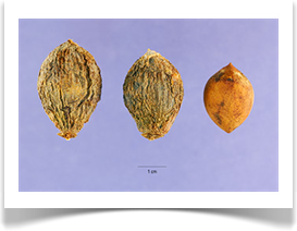 Torreya taxifolia, Florida Torreya, seeds