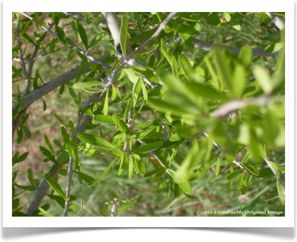 Forestiera angustifolia, Texas Swampprivet