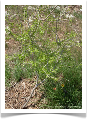 Forestiera angustifolia, Texas Swampprivet