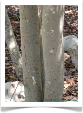Ilex vomitoria, Yaupon, trunk bark