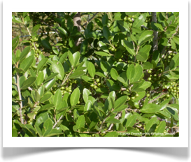 Ilex vomitoria, Yaupon, foliage