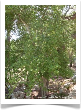 Ilex vomitoria, Yaupon, young tree