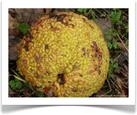 Maclura pomifera, Osage Orange, fruit
