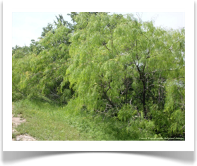 Prosopis glandulosa var. glandulosa, Honey Mesquite, stand of shubby trees