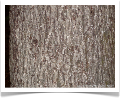 Mockernut Hickory, Carya alba, bark