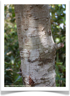 Quercus myrtifolia, Myrtle Oak, bark