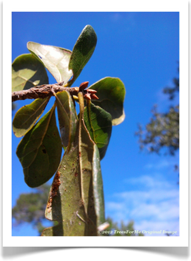 Quercus myrtifolia, Myrtle Oak, terminal buds
