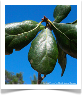 Quercus myrtifolia, Myrtle Oak, leaf top