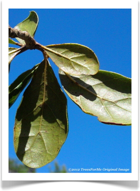 Quercus myrtifolia, Myrtle Oak, leaf undersides