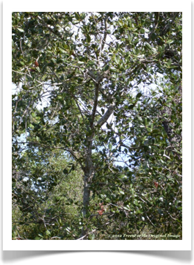 Quercus myrtifolia, Myrtle Oak, crown