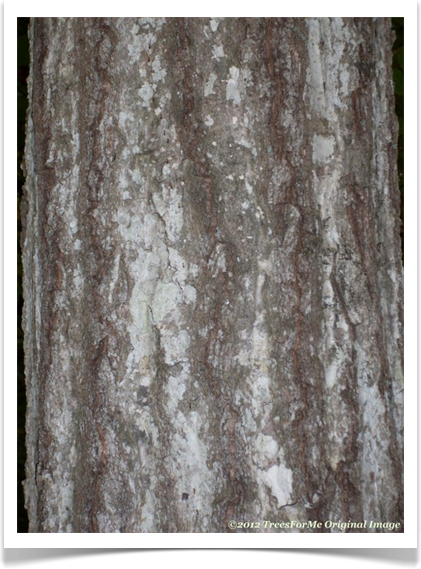 Quercus rubra, Northern Red Oak, bark