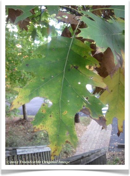 Quercus rubra, Northern Red Oak, leaves in early  fall