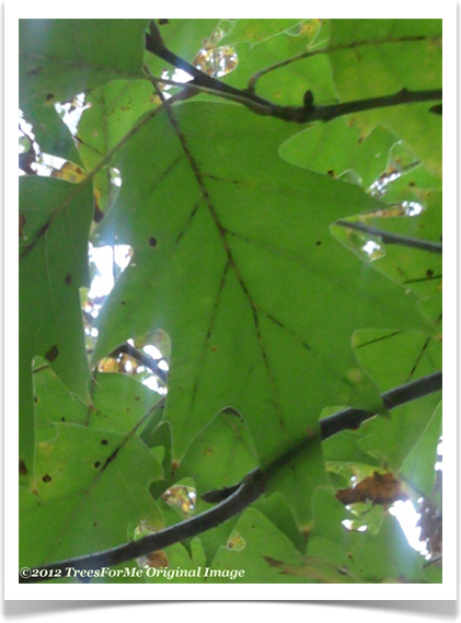 Quercus rubra, Northern Red Oak, leaf