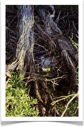pacific willow salix lucida