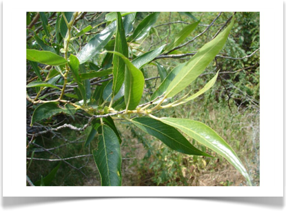 pacific_willow_leaves_pdb